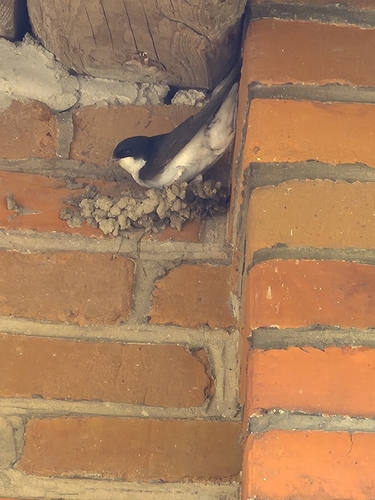 Western House Martin