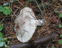 Suillus placidus