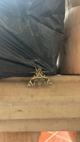 Oleander Hawkmoth