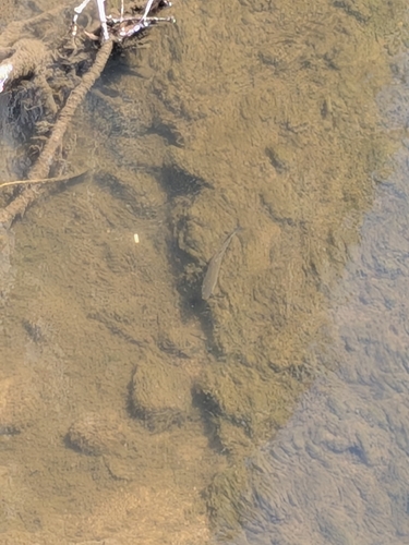 European Chub