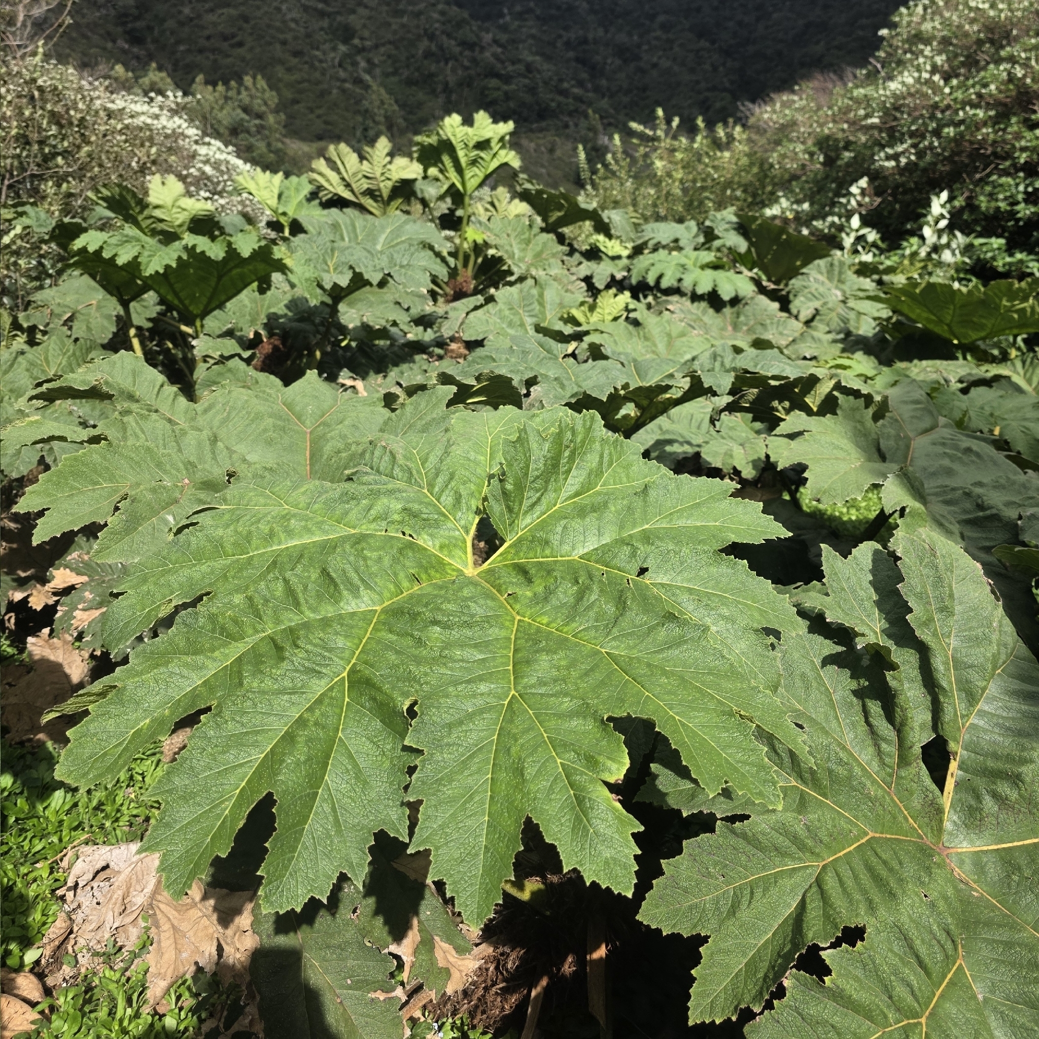 Chilean rhubarb
