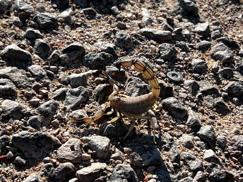 Androctonus australis