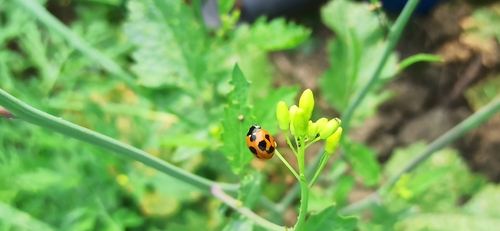 Seven-spotted Lady Beetle