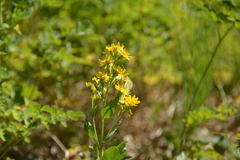 Solidago virgaurea lapponica