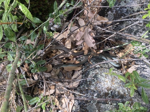 iNaturalist observation photo of North American Racer