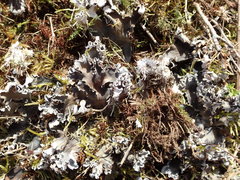 Peltigera ponojensis