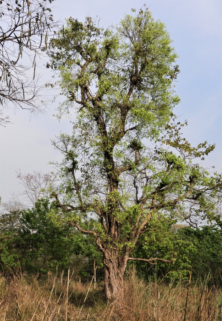 Sacred fig from Narayani, Nepal on March 19, 2017 at 03:20 PM by c ...