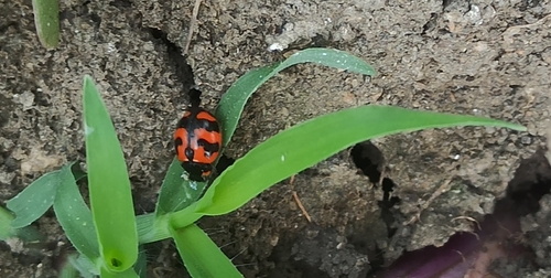 Small Transverse Ladybird Beetle