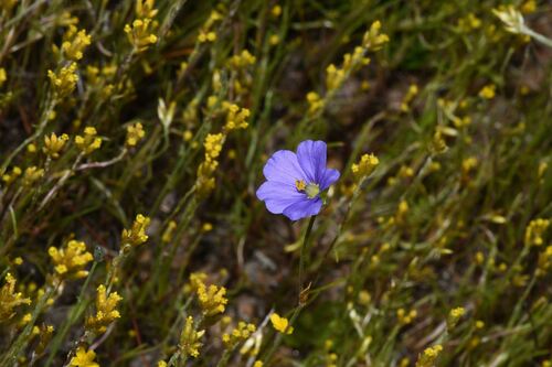 Australian stork's bill (Erodium cygnorum)