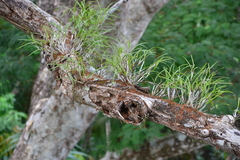 Scaphyglottis behrii
