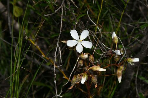 Drosera hirsuta (Drosera hirsuta)