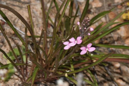 Stylidium elongatum (Stylidium elongatum)
