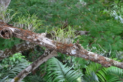 Scaphyglottis behrii
