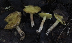 Suillus sibiricus