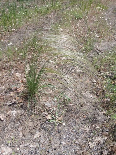 Stipa borysthenica