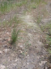 Stipa borysthenica