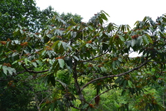 Virola sebifera
