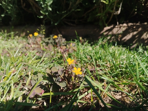 Creeping Woodsorrel