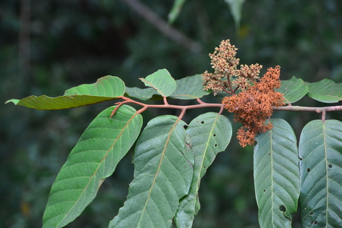 Image of Virola sebifera by (c) Letizia Weichgrebe, some rights reserved (CC BY)