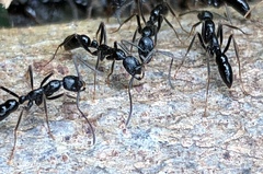 Leptogenys diminuta