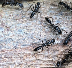 Leptogenys diminuta