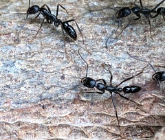 Leptogenys diminuta