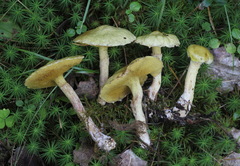 Suillus sibiricus