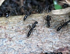 Leptogenys diminuta