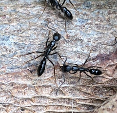 Leptogenys diminuta