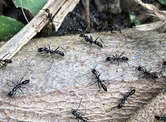 Leptogenys diminuta