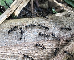 Leptogenys diminuta