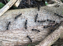 Leptogenys diminuta