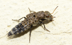 Ontholestes murinus
