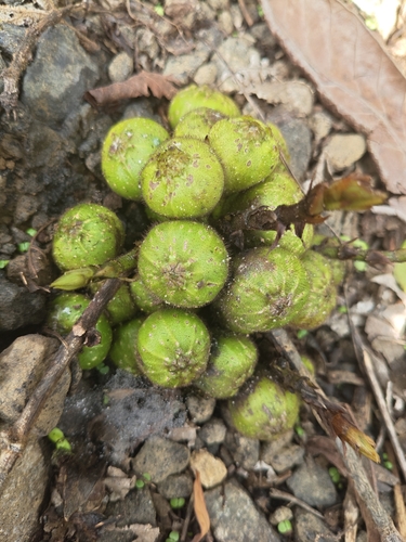 Ficus hispida, photograph 6