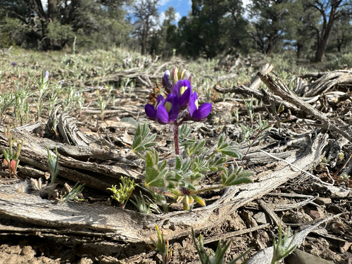 Lupinus flavoculatus, 2026-05-24
