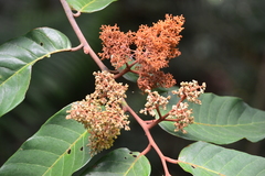 Virola sebifera