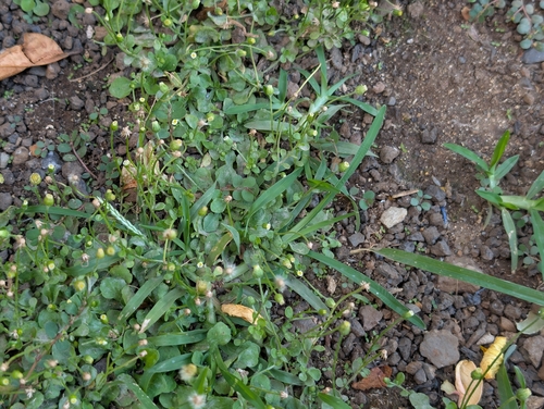 Erigeron bellioides observed 2026-05-27