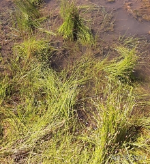 Eleocharis albida
