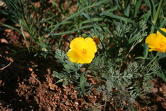 Eschscholzia ramosa