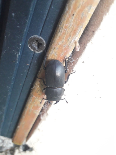 Lesser Stag Beetle