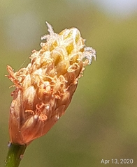 Eleocharis albida