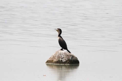 iNaturalist image