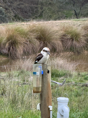 Laughing Kookaburra
