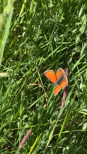 Purple-edged Copper