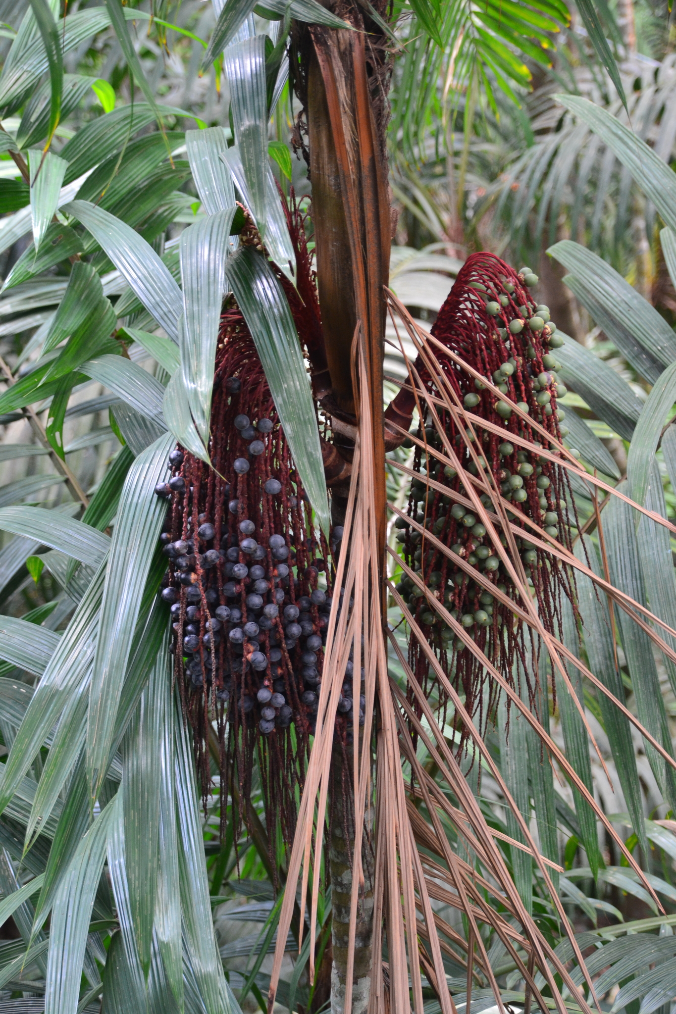 Imagem de Bacaba-de-leque