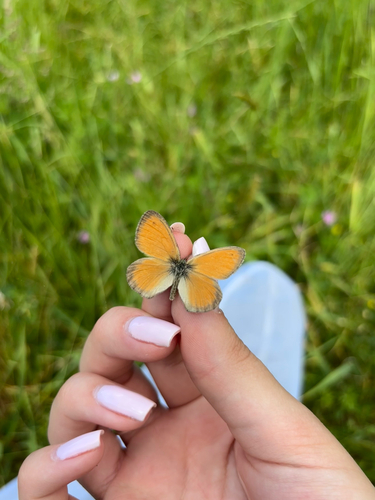 Small Heath