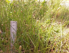 Eleocharis albida