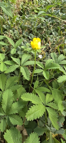 Creeping cinquefoil