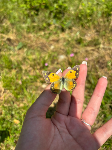 Clouded Yellow