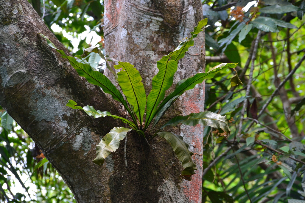 Campyloneurum brevifolium